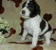 Little Standard Poodle puppies for sale